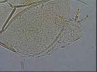 Diploechiniscus oihonnae image