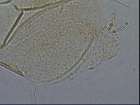 Diploechiniscus oihonnae image