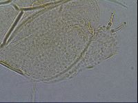 Diploechiniscus oihonnae image