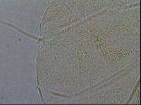 Diploechiniscus oihonnae image