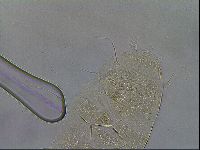 Diploechiniscus oihonnae image