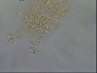 Diploechiniscus oihonnae image