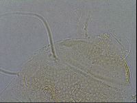 Diploechiniscus oihonnae image