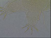 Diploechiniscus oihonnae image