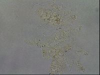 Diploechiniscus oihonnae image