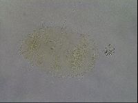 Diploechiniscus oihonnae image