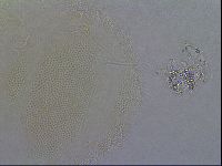 Diploechiniscus oihonnae image