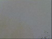 Diploechiniscus oihonnae image