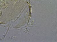 Diploechiniscus oihonnae image
