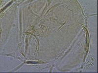 Diploechiniscus oihonnae image