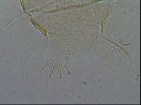 Diploechiniscus oihonnae image