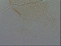 Diploechiniscus oihonnae image