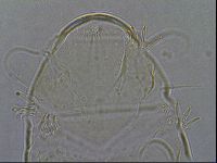 Diploechiniscus oihonnae image