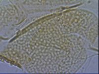 Diploechiniscus oihonnae image