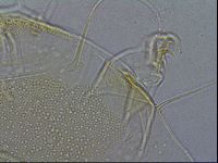 Diploechiniscus oihonnae image