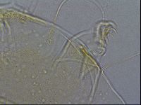Diploechiniscus oihonnae image