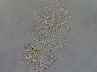 Diploechiniscus oihonnae image