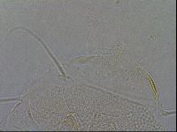 Diploechiniscus oihonnae image
