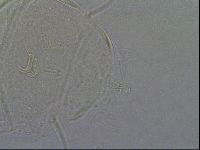 Diploechiniscus oihonnae image