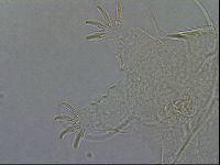 Diploechiniscus oihonnae image