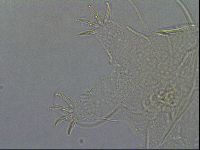 Diploechiniscus oihonnae image