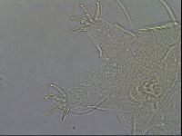 Diploechiniscus oihonnae image