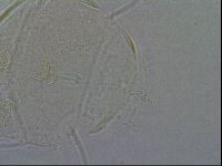 Diploechiniscus oihonnae image