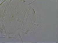 Diploechiniscus oihonnae image
