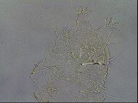Diploechiniscus oihonnae image