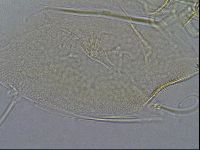 Diploechiniscus oihonnae image