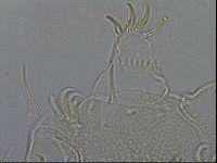 Diploechiniscus oihonnae image