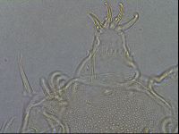 Diploechiniscus oihonnae image