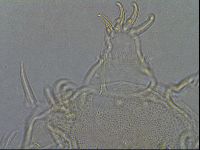Diploechiniscus oihonnae image