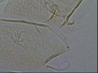 Diploechiniscus oihonnae image