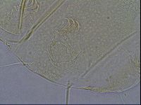 Diploechiniscus oihonnae image