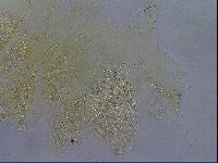 Diploechiniscus oihonnae image
