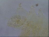 Diploechiniscus oihonnae image