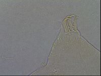 Diploechiniscus oihonnae image