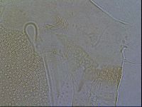 Diploechiniscus oihonnae image