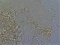 Diploechiniscus oihonnae image