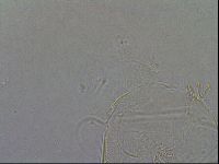 Diploechiniscus oihonnae image