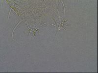 Diploechiniscus oihonnae image