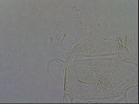 Diploechiniscus oihonnae image