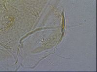 Diploechiniscus oihonnae image