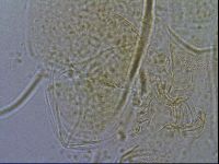 Diploechiniscus oihonnae image