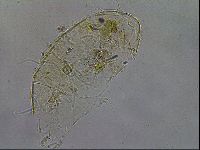 Diploechiniscus oihonnae image