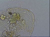 Diploechiniscus oihonnae image