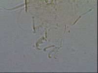 Diploechiniscus oihonnae image