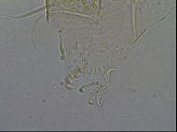 Diploechiniscus oihonnae image