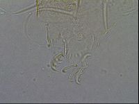 Diploechiniscus oihonnae image